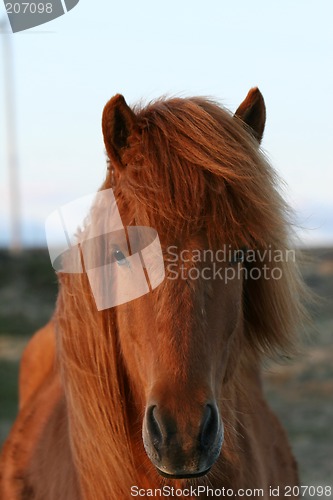 Image of horse portrait