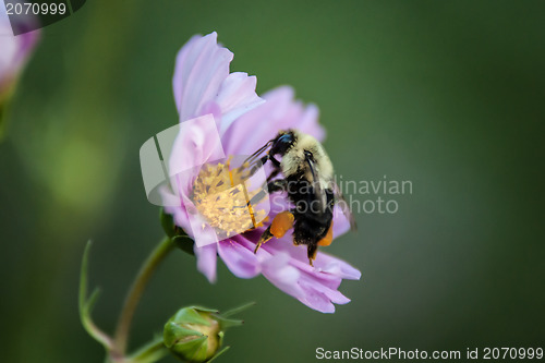 Image of summer flowers on meadow