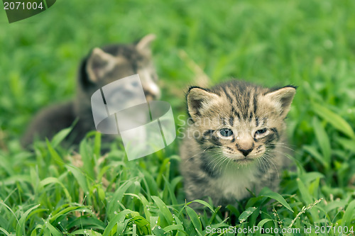 Image of kitty in grass