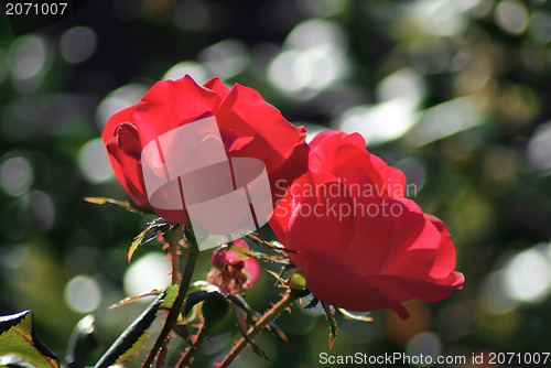 Image of two red roses