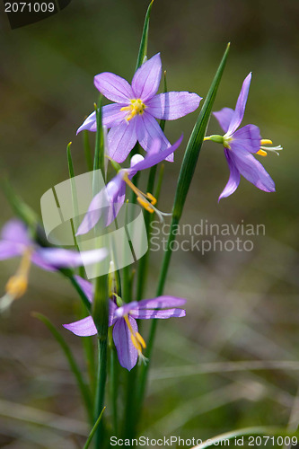 Image of purple snow drop flowers