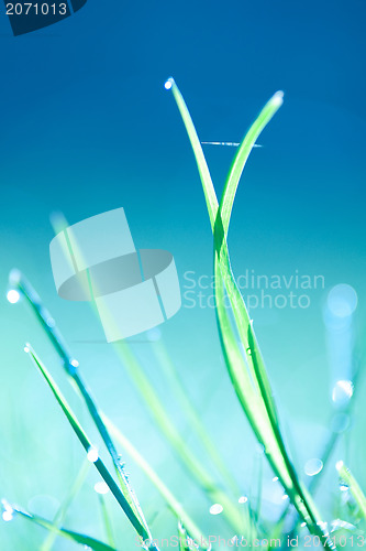 Image of grass