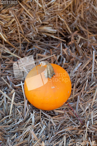 Image of pumpkins on pumpkin patch