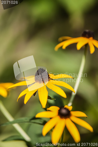 Image of summer flowers on meadow