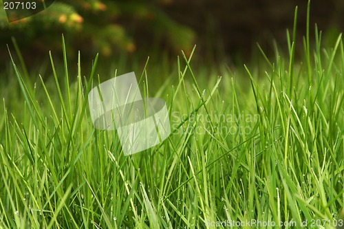 Image of green grass