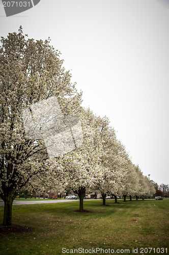 Image of blooming treeline
