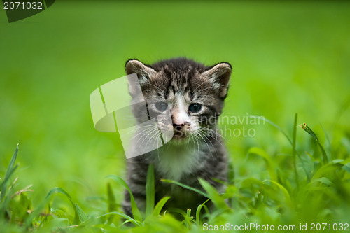 Image of kitty in grass