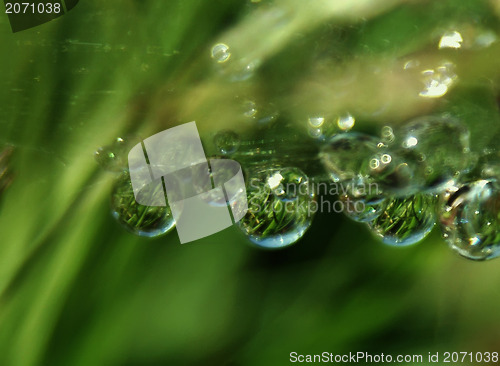 Image of grass morning dew