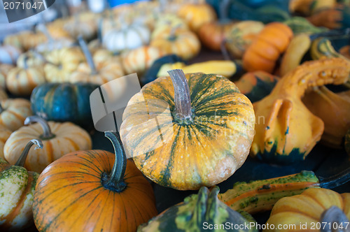 Image of pumpkins on pumpkin patch