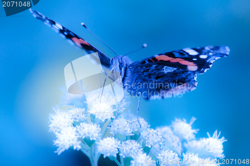Image of butterfly