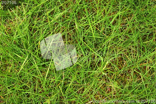 Image of wet green grass