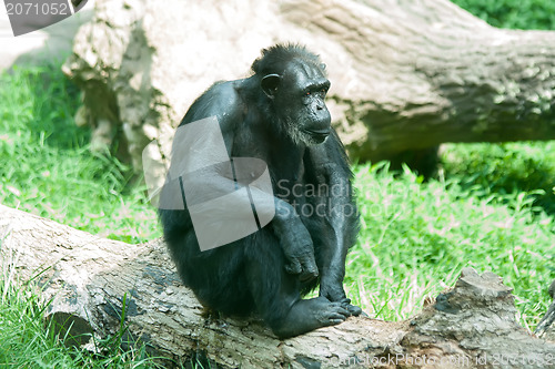 Image of male silver back gorilla sitting  