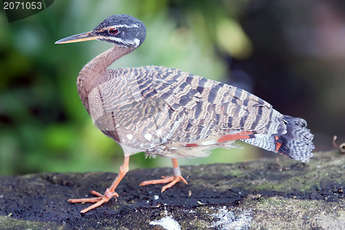 Image of tropical pigeon bird