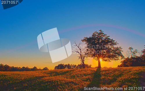 Image of tree on farmland at sunset