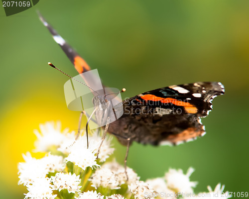 Image of butterfly