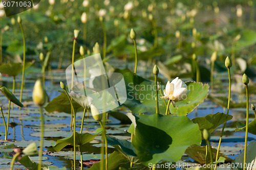 Image of white water lily