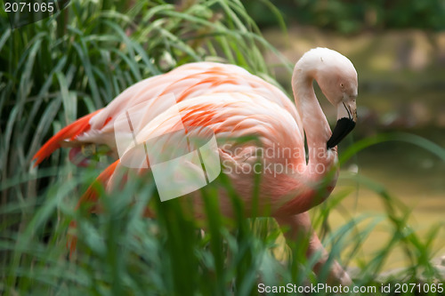 Image of Chilean Flamingos 