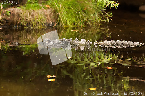 Image of Crocodile is between land and water 