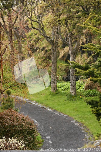 Image of rainy garden