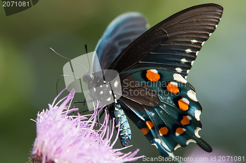 Image of butterfly
