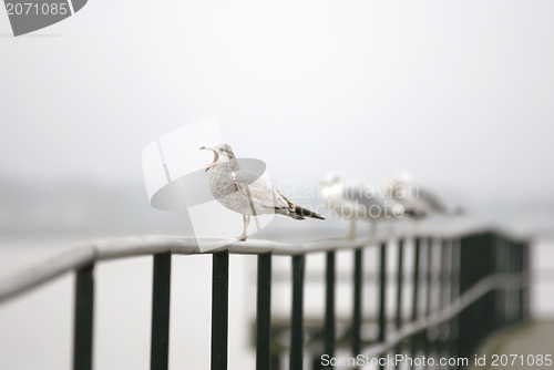 Image of screaming seagull