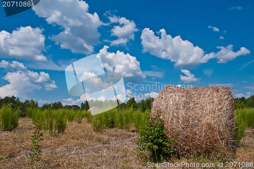 Image of harvest