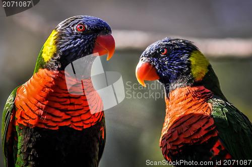 Image of rainbow parrot