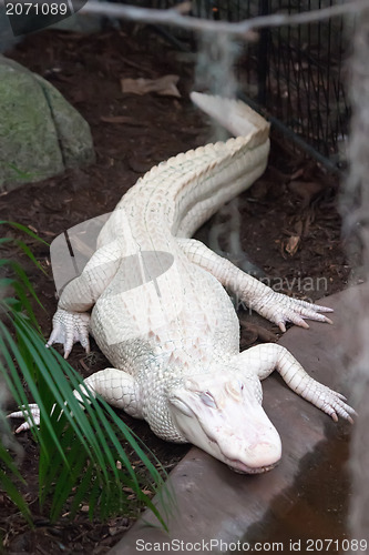 Image of albino alligator - Alligator Farm 