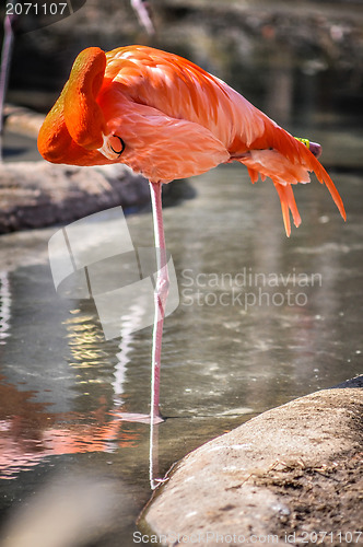 Image of pink flamingo