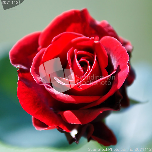 Image of red rose