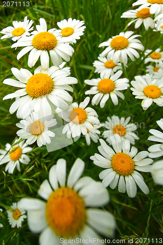 Image of white daisy flowers
