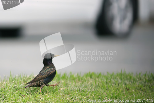 Image of Black rook (hrach, grach) walking, making steps