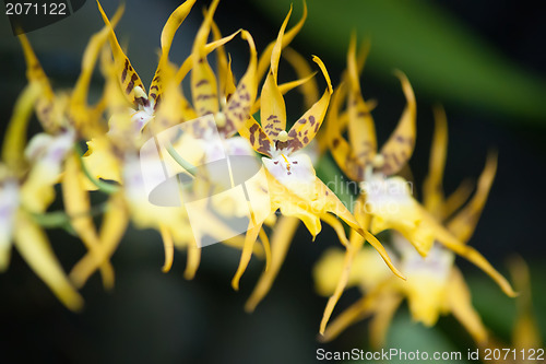Image of yellow tropical flower