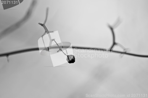 Image of dry berry on branch