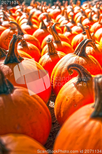 Image of pumpkins on pumpkin patch