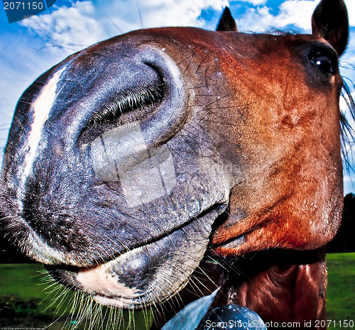 Image of funny horse