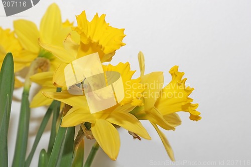 Image of daffodil gathering