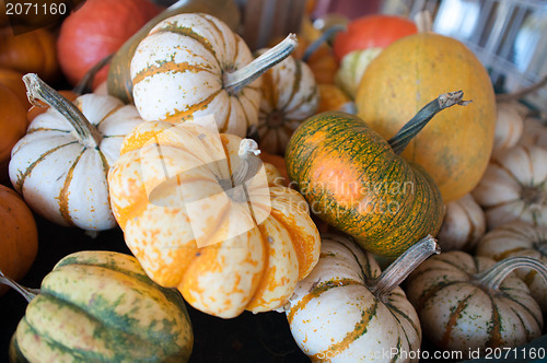 Image of pumpkins on pumpkin patch