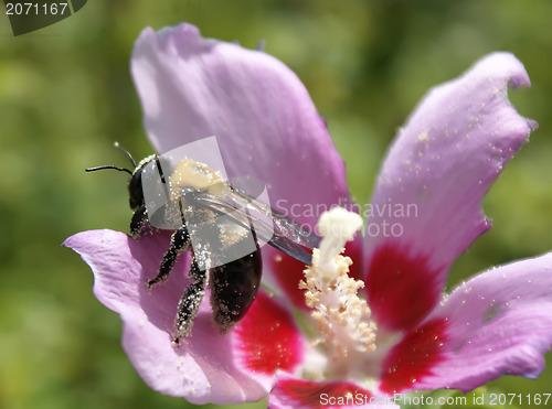 Image of bumble bee in pollen