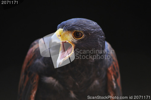 Image of hawk portrait