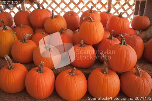 Image of pumpkins on pumpkin patch