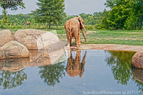 Image of elephant reflection