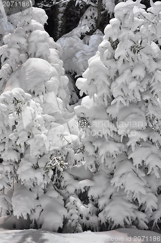 Image of snow covered trees