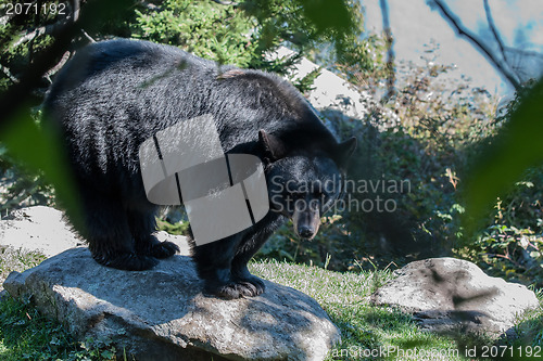 Image of black bear