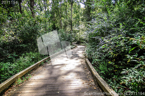 Image of wooden path in forest