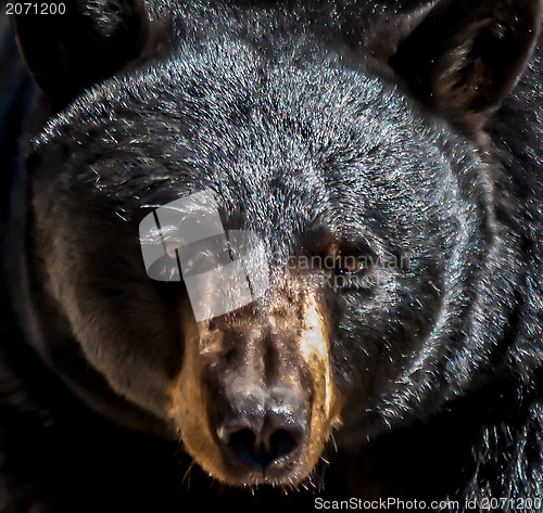 Image of black bear