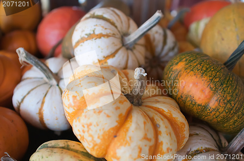 Image of pumpkins on pumpkin patch