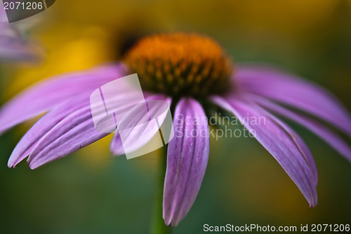 Image of purple daisy