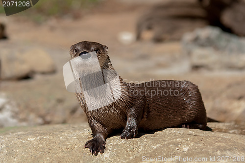 Image of otter