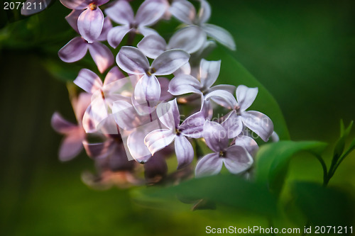 Image of lilac